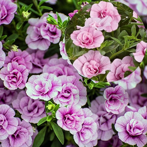 Calibrachoa Calita® 'Double Pink' - Puispetuunia Calita® 'Double Pink' P9/0,55L
